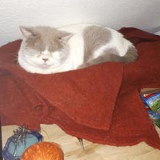 British Shorthair Trille