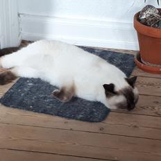 British Shorthair Cookie
