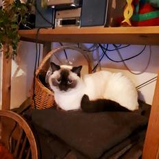British Shorthair Cookie