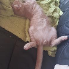 Huskat Garfield