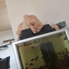 Huskat Garfield