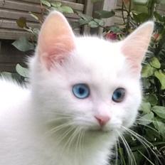 Blanding af racer Egon