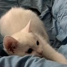 Blanding af racer Egon