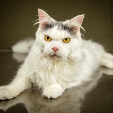 Blanding af racer Elvis