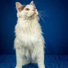 Blanding af racer Elvis