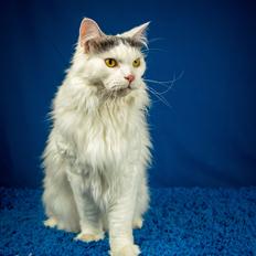 Blanding af racer Elvis