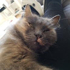 Blanding af racer Musse