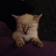 Huskat A lucky Cheesecake - Bogge