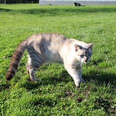 Huskat A lucky Cheesecake - Bogge