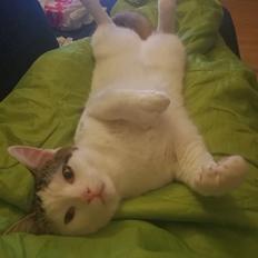 Blanding af racer Kowo