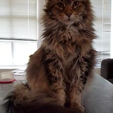 Maine Coon Cody