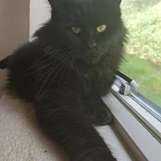 Maine Coon Panther (Pan) 