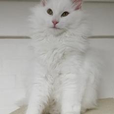 Norsk Skovkat Charlie