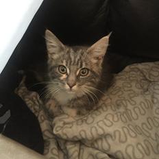 Blanding af racer Ziva