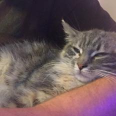 Blanding af racer Ziva