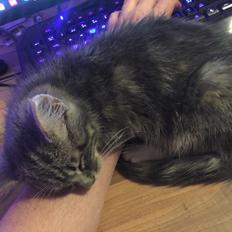 Blanding af racer Ziva