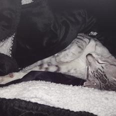 Orientaler DK Kamyne Benjy Mouse 