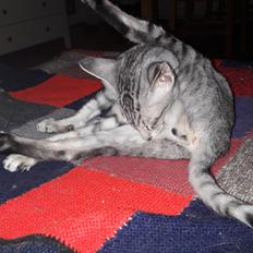 Orientaler DK Kamyne Benjy Mouse 