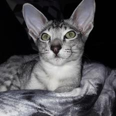 Orientaler DK Kamyne Benjy Mouse 