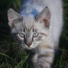 Huskat Ming