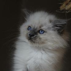 Ragdoll Phoebe