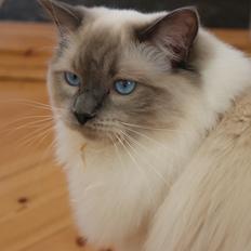 Ragdoll Phoebe