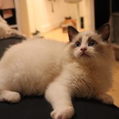 Ragdoll Milo