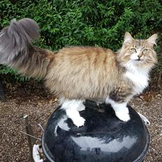 Norsk Skovkat DK SHAGGYTAIL'S OH MY SWEET DIVA 