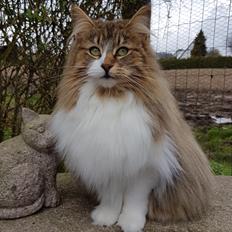 Norsk Skovkat DK SHAGGYTAIL'S OH MY SWEET DIVA 