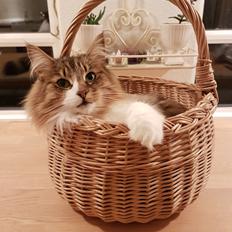 Norsk Skovkat DK SHAGGYTAIL'S OH MY SWEET DIVA 