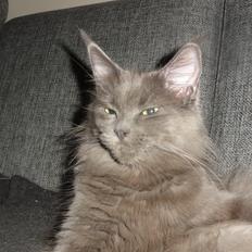 Maine Coon Blackangel's Magby