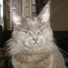 Maine Coon Blackangel's Magby