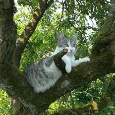 Blanding af racer Felix