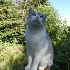 Blanding af racer Felix