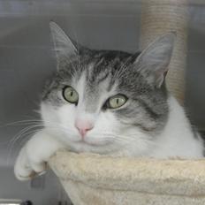 Blanding af racer Felix