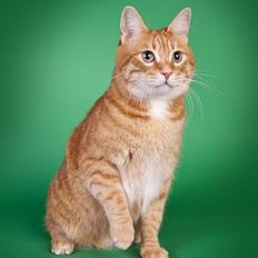 Kurilean Bobtail SP. SC. DK JeaTri´s Feinwerkbau 2700, DSM