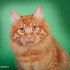Kurilean Bobtail GIP. DK KorZhik's G. Mac Arthur