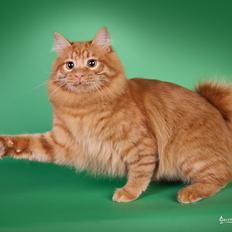 Kurilean Bobtail GIP. DK KorZhik's G. Mac Arthur
