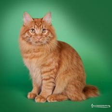 Kurilean Bobtail GIP. DK KorZhik's G. Mac Arthur