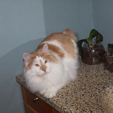 Kurilean Bobtail Johnny - Lucky Paws John Wayne 