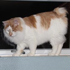 Kurilean Bobtail Johnny - Lucky Paws John Wayne 