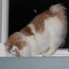 Kurilean Bobtail Johnny - Lucky Paws John Wayne 