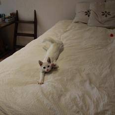 Blanding af racer Hailey