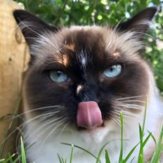 Ragdoll Seierø's Unique Edition (Luna)