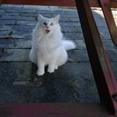 Norsk Skovkat Charlie