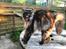 Maine Coon Boromir JR Ferrari Kayal