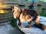 Maine Coon Boromir JR Ferrari Kayal