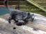 Maine Coon Boromir JR Ferrari Kayal