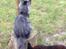 Maine Coon Boromir JR Ferrari Kayal