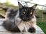 Maine Coon Boromir JR Ferrari Kayal